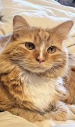 Lost Female Cat last seen Walcott optical , Salt Lake City, UT 84106