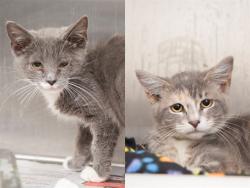 Shelter Stray Male Cat last seen UNKNOWN, 5501 E Van Buren St, Phoenix, AZ 85008, USA