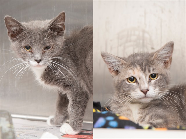 Shelter Stray Male Cat last seen UNKNOWN, 5501 E Van Buren St, Phoenix, AZ 85008, USA