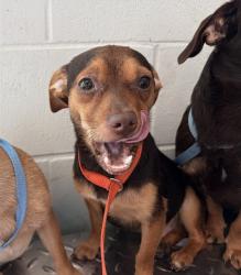 Shelter Stray Male Dog last seen KIJIK TRL & MATTIODA RD GROVELAND, 12280 County Rd 448, Tavares, FL 32778, USA