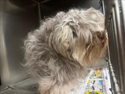 Shelter Stray Female Dog last seen , 14409 Vanowen St, Van Nuys, CA 91405, USA