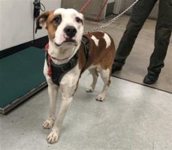 Shelter Stray Male Dog last seen , 14409 Vanowen St, Van Nuys, CA 91405, USA