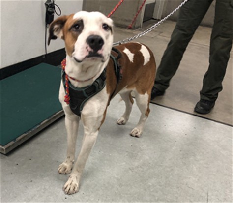 Shelter Stray Male Dog last seen , 14409 Vanowen St, Van Nuys, CA 91405, USA