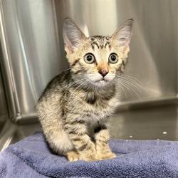 Shelter Stray Female Cat last seen Near BLOCK PINE, LONG BEACH CA, 7700 E Spring St, Long Beach, CA 90815, USA