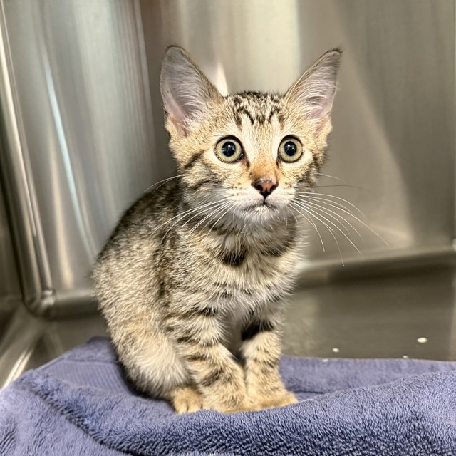 Shelter Stray Female Cat last seen Near BLOCK PINE, LONG BEACH CA, 7700 E Spring St, Long Beach, CA 90815, USA