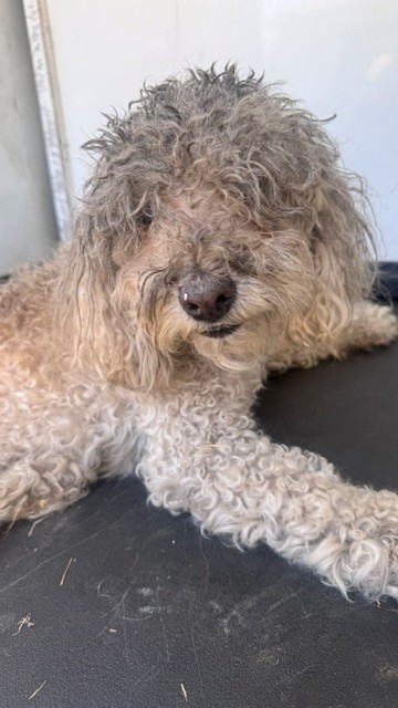 Shelter Stray Male Dog last seen Near BLK CHURCHILL DR, BAKERSFIELD, CA, 201 S Mt Vernon Ave, Bakersfield, CA 93307, USA