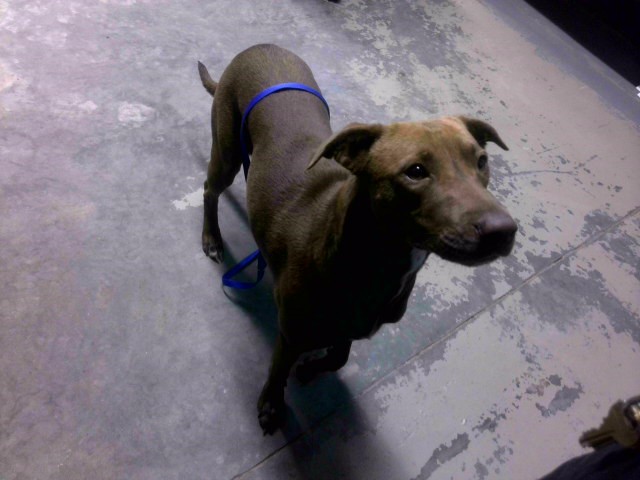 Shelter Stray Female Dog last seen Near BLOCK COTTONWOOD LN, TALLAHASSEE FL 32305, 1125 Easterwood Dr, Tallahassee, FL 32311, USA