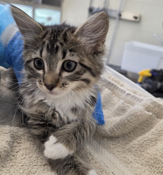 Shelter Stray Female Cat last seen Near BLOCK ELIOT ST, 12155 Park Blvd, Brighton, CO 80601, USA