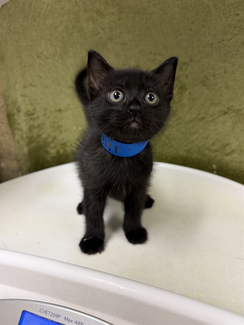 Shelter Stray Male Cat last seen Near BLOCK KINGSBURY PL, RIVERSIDE CA 92503, 6851 Van Buren Boulevard, Jurupa Valley, CA 92509, USA