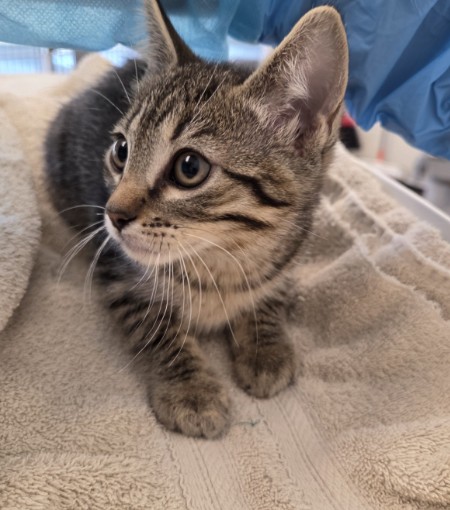 Shelter Stray Female Cat last seen Near BLOCK ELIOT ST, 12155 Park Blvd, Brighton, CO 80601, USA