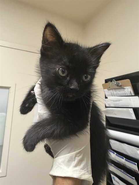 Shelter Stray Male Cat last seen Near BLOCK KINGSBURY PL, RIVERSIDE CA 92503, 6851 Van Buren Boulevard, Jurupa Valley, CA 92509, USA
