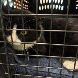 Shelter Stray Female Cat last seen Near BLOCK E 47TH AVE DR, 12155 Park Blvd, Brighton, CO 80601, USA