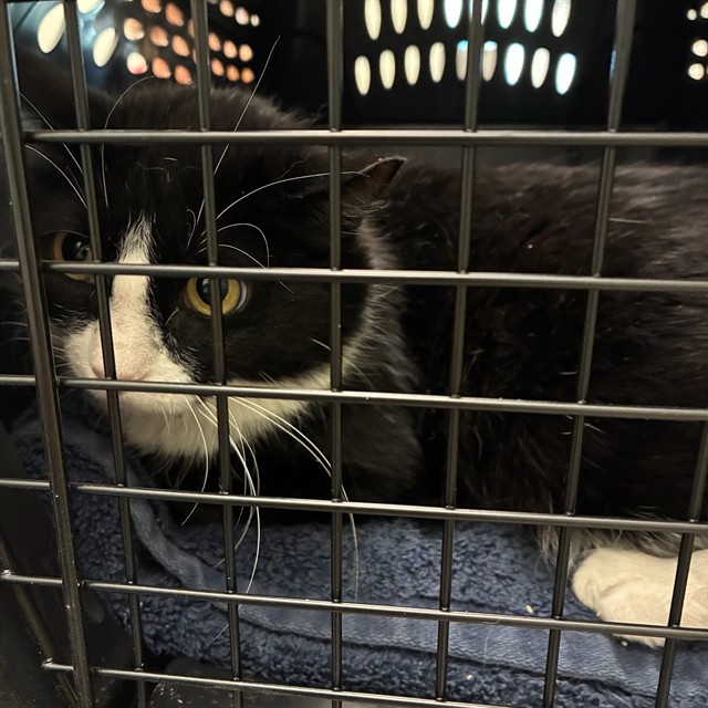 Shelter Stray Female Cat last seen Near BLOCK E 47TH AVE DR, 12155 Park Blvd, Brighton, CO 80601, USA