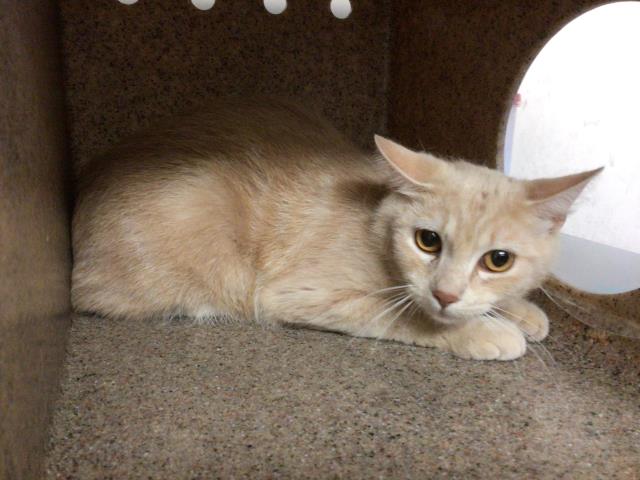 Shelter Stray Female Cat last seen Near BLOCK MENIFEE RD, SUN CITY CA 92585, San Jacinto, CA 92582, USA