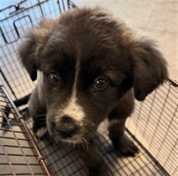 Shelter Stray Female Dog last seen , 11361 W Pico Blvd, Los Angeles, CA 90064, USA