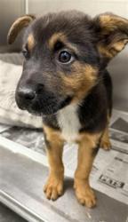 Shelter Stray Female Dog last seen , 11361 W Pico Blvd, Los Angeles, CA 90064, USA