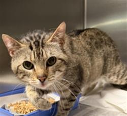 Shelter Stray Male Cat last seen , 11361 W Pico Blvd, Los Angeles, CA 90064, USA