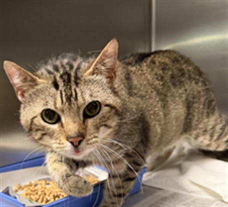 Shelter Stray Male Cat last seen , 11361 W Pico Blvd, Los Angeles, CA 90064, USA