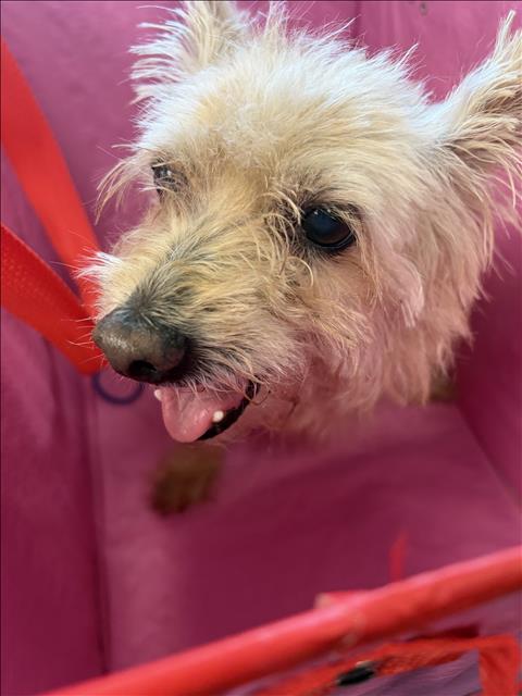 Shelter Stray Female Dog last seen , 11361 W Pico Blvd, Los Angeles, CA 90064, USA