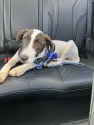 Shelter Stray Male Dog last seen , 4710 TX-151, San Antonio, TX 78227, USA