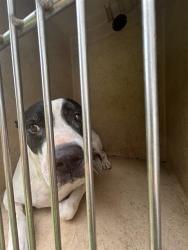 Shelter Stray Female Dog last seen Near BLOCK KASBAUM LN, 2811 SE 29th St, Oklahoma City, OK 73129, USA