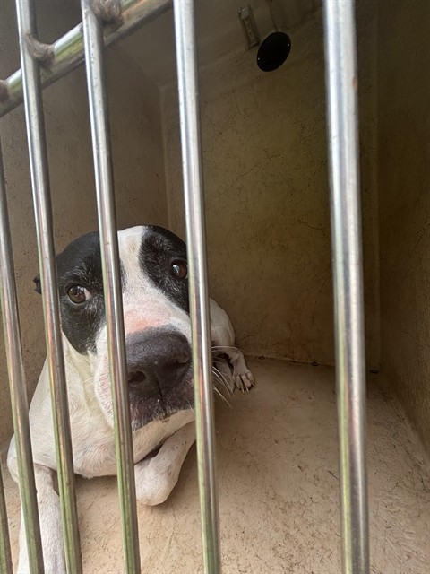 Shelter Stray Female Dog last seen Near BLOCK KASBAUM LN, 2811 SE 29th St, Oklahoma City, OK 73129, USA
