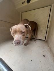 Shelter Stray Male Dog last seen Near BLOCK KASBAUM LN, 2811 SE 29th St, Oklahoma City, OK 73129, USA