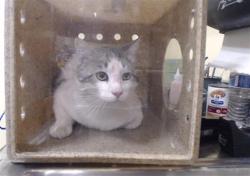Shelter Stray Unknown Cat last seen Near BLOCK E ROBBINS DR, DENVER, CO 80239, 1241 W Bayaud Ave, Denver, CO 80223, USA