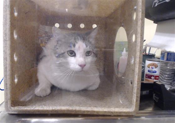 Shelter Stray Unknown Cat last seen Near BLOCK E ROBBINS DR, DENVER, CO 80239, 1241 W Bayaud Ave, Denver, CO 80223, USA