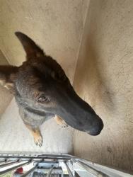 Shelter Stray Female Dog last seen Near BLOCK KASBAUM LN, 2811 SE 29th St, Oklahoma City, OK 73129, USA