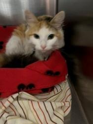 Shelter Stray Female Cat last seen Near GENERAL LEE AVE, FAYETTEVILLE NC 28305, 4704 Corporation Dr, Fayetteville, NC 28306, USA