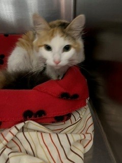 Shelter Stray Female Cat last seen Near GENERAL LEE AVE, FAYETTEVILLE NC 28305, 4704 Corporation Dr, Fayetteville, NC 28306, USA