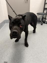 Shelter Stray Female Dog last seen Near , 2600 S Harding St, Indianapolis, IN 46221, USA