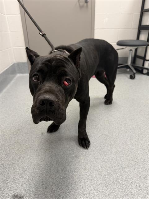 Shelter Stray Female Dog last seen Near , 2600 S Harding St, Indianapolis, IN 46221, USA