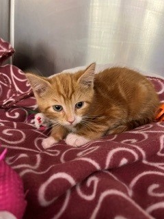 Shelter Stray Male Cat last seen Near RIVERPOINT DR, FAYETTEVILLE NC 28306, 4704 Corporation Dr, Fayetteville, NC 28306, USA