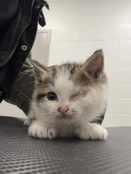 Shelter Stray Male Cat last seen Near , 2600 S Harding St, Indianapolis, IN 46221, USA