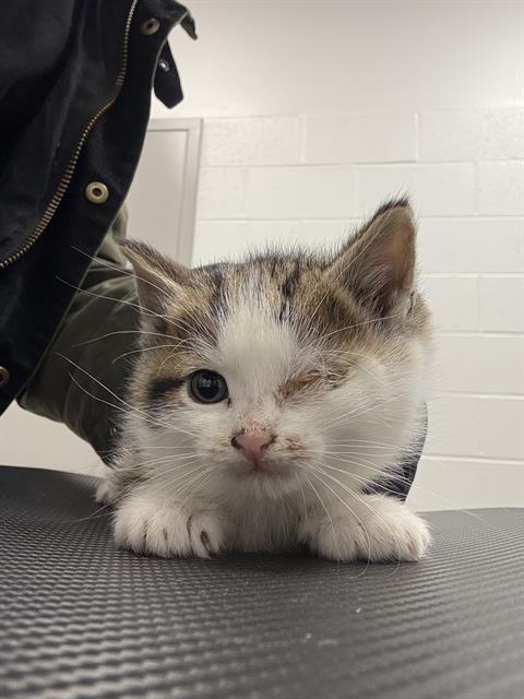 Shelter Stray Male Cat last seen Near , 2600 S Harding St, Indianapolis, IN 46221, USA