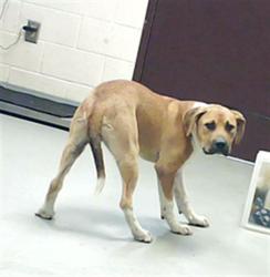 Shelter Stray Male Dog last seen Near BLOCK MERIDION ST, FAYETTEVILLE NC 28314, 4704 Corporation Dr, Fayetteville, NC 28306, USA