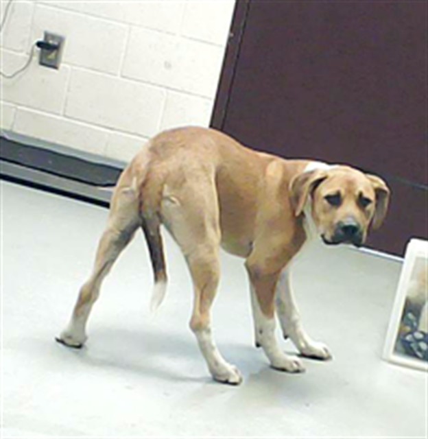 Shelter Stray Male Dog last seen Near BLOCK MERIDION ST, FAYETTEVILLE NC 28314, 4704 Corporation Dr, Fayetteville, NC 28306, USA