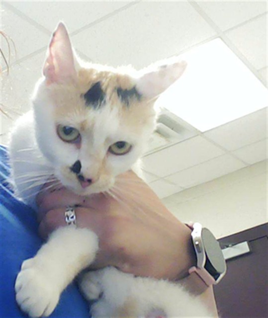 Shelter Stray Female Cat last seen , 4704 Corporation Dr, Fayetteville, NC 28306, USA
