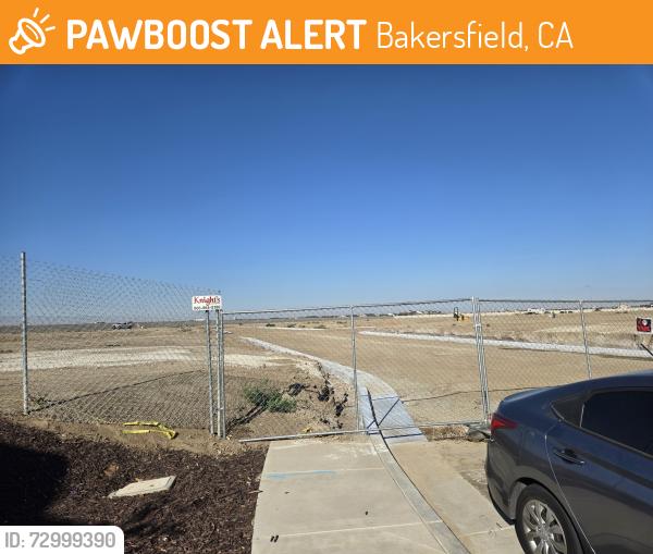 Found/Stray Unknown Dog last seen Construction site west of Ashe & east of Reliance. Just north of Berkshire. , Bakersfield, CA 93313