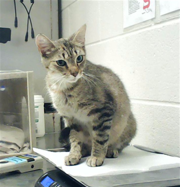 Shelter Stray Female Cat last seen , 4704 Corporation Dr, Fayetteville, NC 28306, USA