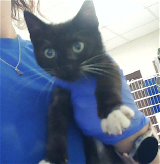 Shelter Stray Male Cat last seen Near YADKIN RD, FAYETTEVILLE NC 28303, 4704 Corporation Dr, Fayetteville, NC 28306, USA