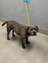Shelter Stray Female Dog last seen Near BLOCK STANLEY AVE, NORTH LAS VEGAS NV 89030, 655 N Mojave Rd, Las Vegas, NV 89101, USA