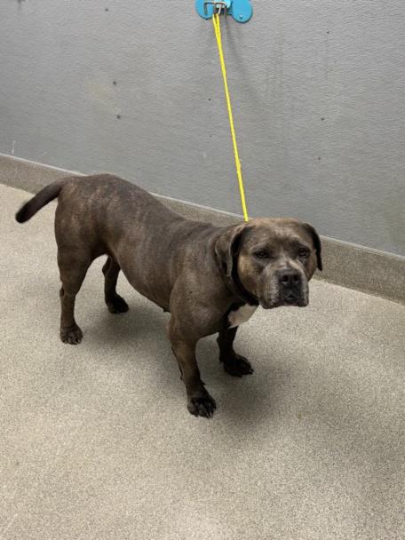 Shelter Stray Female Dog last seen Near BLOCK STANLEY AVE, NORTH LAS VEGAS NV 89030, 655 N Mojave Rd, Las Vegas, NV 89101, USA