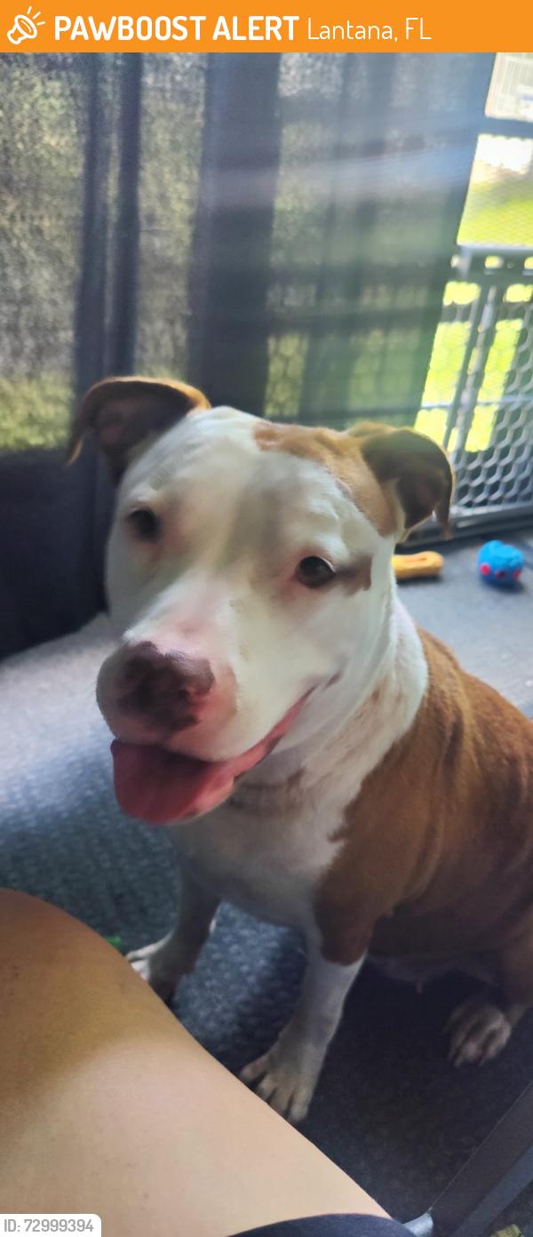 Found/Stray Female Dog last seen Lantana west , Lantana, FL 33462