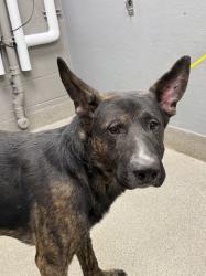 Shelter Stray Male Dog last seen Near BLOCK CASTLEBERRY LN, LAS VEGAS NV 89156, 655 N Mojave Rd, Las Vegas, NV 89101, USA