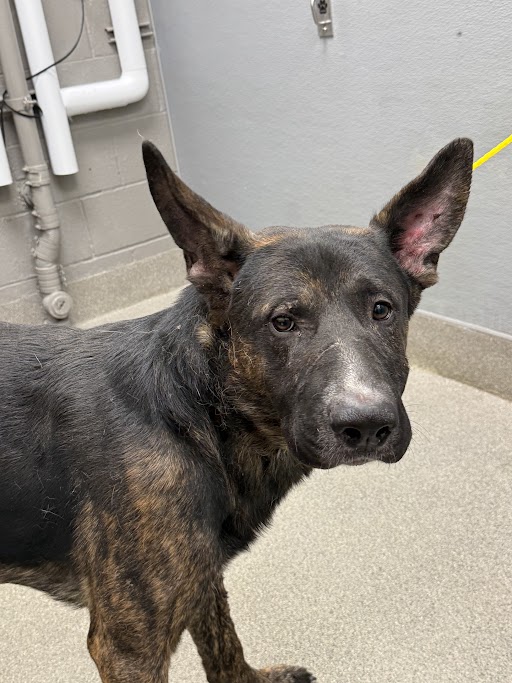 Shelter Stray Male Dog last seen Near BLOCK CASTLEBERRY LN, LAS VEGAS NV 89156, 655 N Mojave Rd, Las Vegas, NV 89101, USA