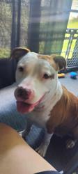 Found/Stray Female Dog last seen Lantana west, Lantana, FL 33462