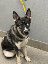 Shelter Stray Male Dog last seen Near BLOCK E UNIVERSITY AVE, LAS VEGAS NV 89119, 655 N Mojave Rd, Las Vegas, NV 89101, USA